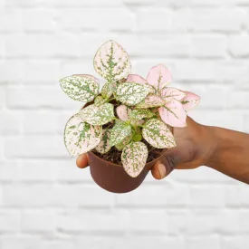 Polka Dot Plant